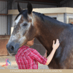 Paardencoaching Gelderland Nederland kracht van rust
